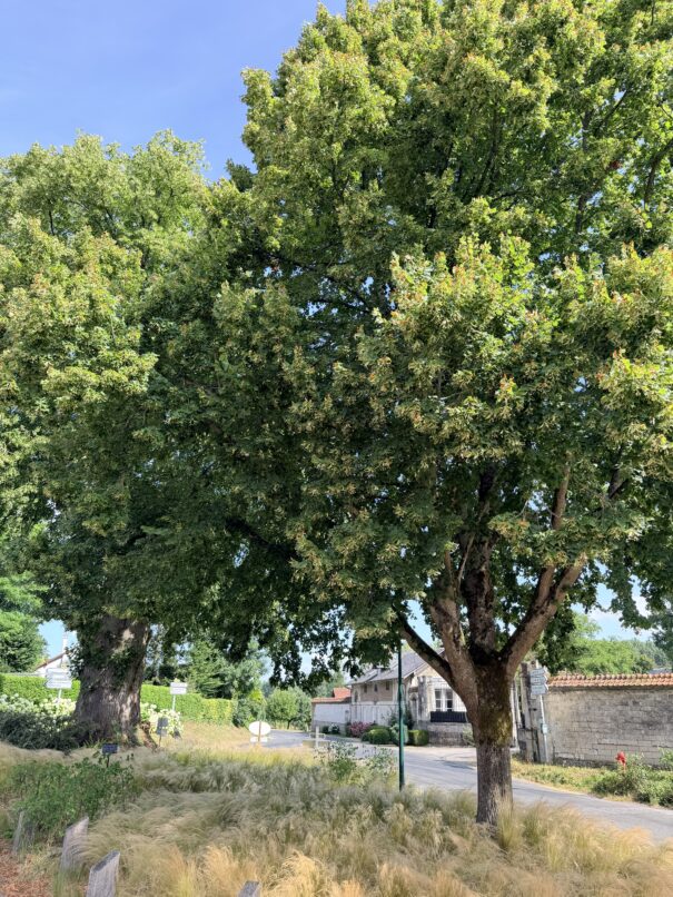 Le Gros Tilleul, Argoules